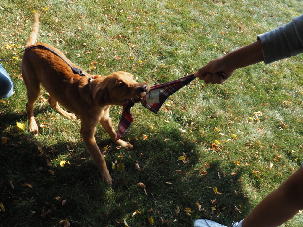 Blessing of Animals 2024